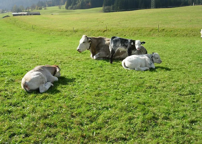 Biobauernhof Mittermoos Fieberbrunn