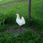 Апартаменты Biobauernhof Mittermoos