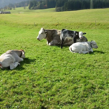 Biobauernhof Mittermoos Fieberbrunn